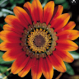 Meet your Posher, K.